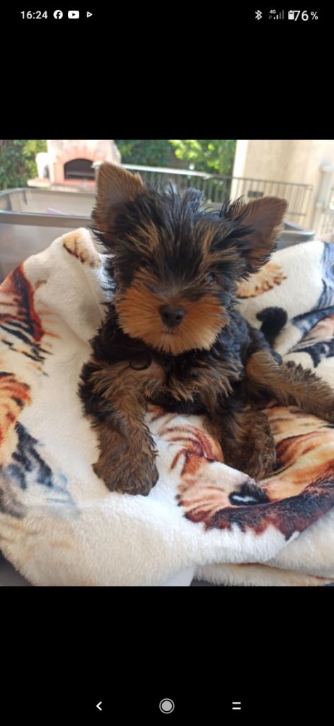 Publication : De L'ange Blanc 