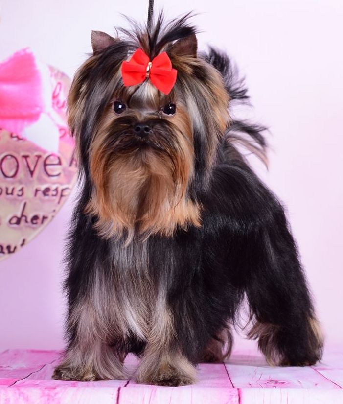 Diamond kiss sharm de lux