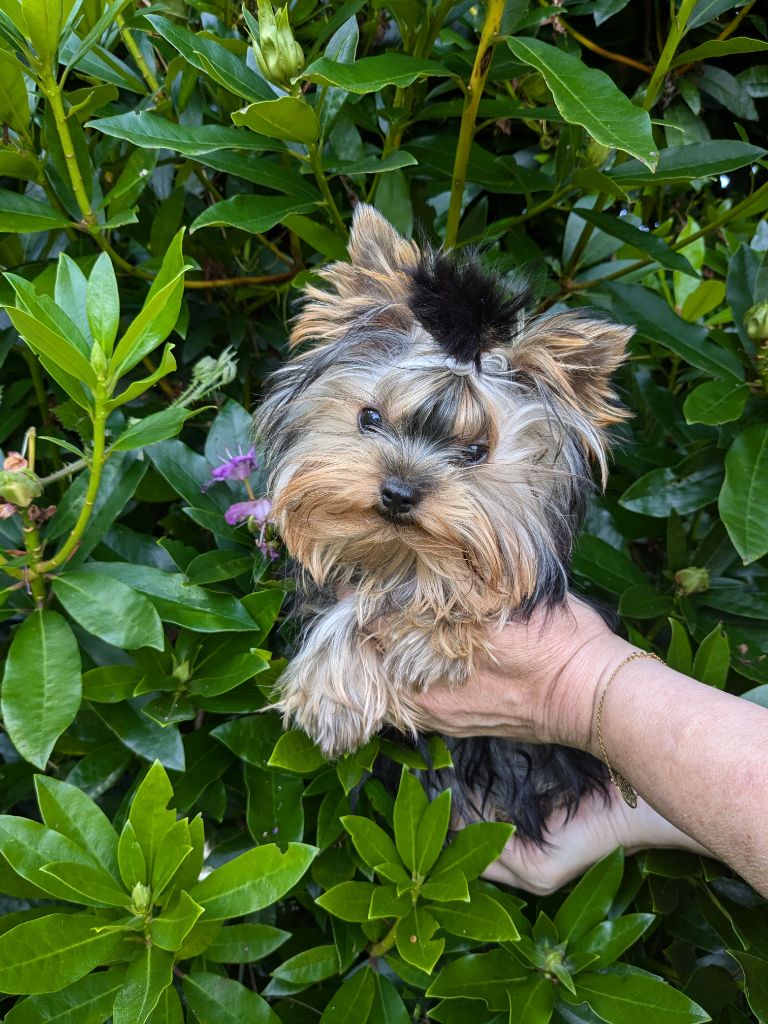 Publication : Du Sphinx D'Emeraude 