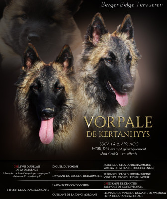 Étalon Berger Belge - Vorpale de Kertanhyys