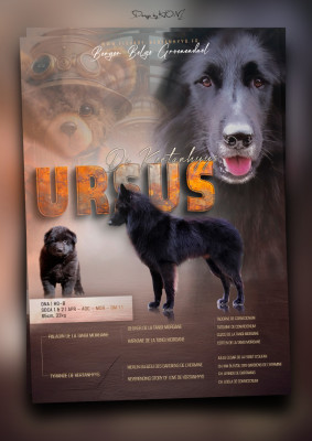 Étalon Berger Belge - Ursus dit Nounours de Kertanhyys