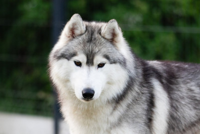 Étalon Siberian Husky - KARJALAINE OCEANO ATLANTICO