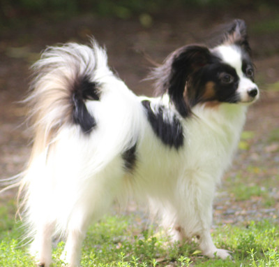 Étalon Epagneul nain Continental (Papillon) - UTESS Des Huttes Du Grand Marais