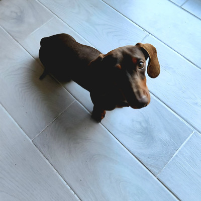 Étalon Teckel poil ras - Thaï Poppy-Mini-Land