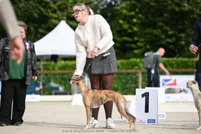 Étalon Whippet - Fast And Fancy Virtuous Spaghetti