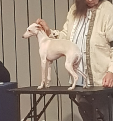 Étalon Petit Levrier Italien - Vox Deï de La Ribière des Brumes De La Ribière Des Brumes