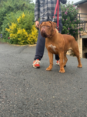 Étalon Dogue de Bordeaux - Zoya de la bulle rouge