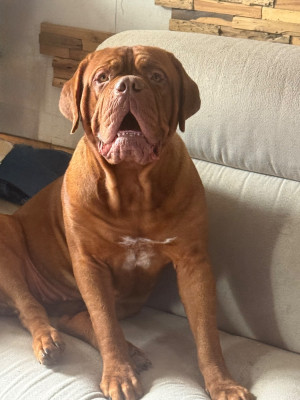 Étalon Dogue de Bordeaux - Urielle du domaine des Rouvres