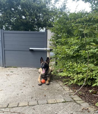 Étalon Berger Belge - TAMIA du Domaine De La Rebeyrie