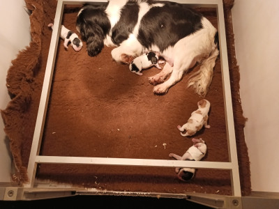 Étalon Cavalier King Charles Spaniel - Uranie du domaine des quatre pattes