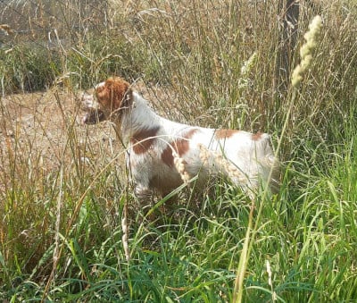 Étalon Epagneul Breton - PUSS De sous les viviers