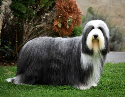 CH. Tentation de Chester