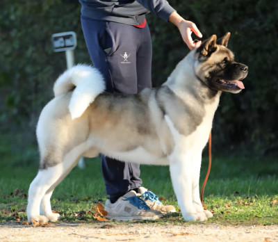 CH. jeamara's Special delivery for sansa