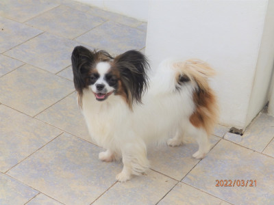 Étalon Epagneul nain Continental (Papillon) - CH. Ready to be a star baby girl D'Euskadi