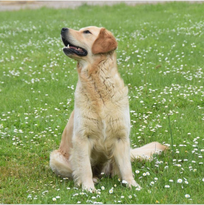 Étalon Golden Retriever - Tweeny des jardins d'Epona