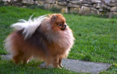 Étalon Spitz allemand - Oh My Poms Ultimate Warrior