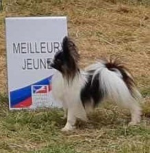 Étalon Epagneul nain Continental (Papillon) - CH. Marmeladka aka Laïka (Sans Affixe)