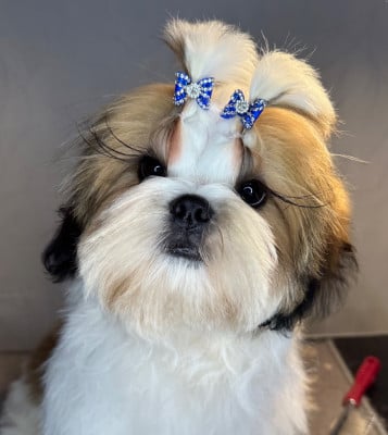 Étalon Shih Tzu - I Crush On You APOLLON