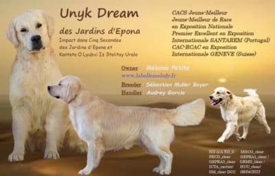Étalon Golden Retriever - Unyk Dream des jardins d'Epona}