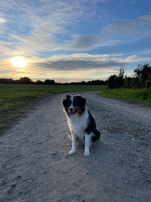 Étalon Berger Américain Miniature - U2 Du P’tit Paradis D’Oryon