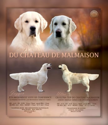 CH. JCH.BROWNDUST VOTE OF CONFIDENCE