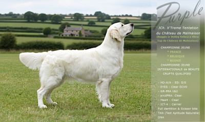 Étalon Golden Retriever - Jch X ´treme Tentation Du Château De Malmaison
