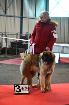 Étalon Leonberger - VANDA Au Coeur Cantalou