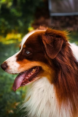 Étalon Berger Australien - R'Flocky Des Bergers Aux Yeux De Ciel