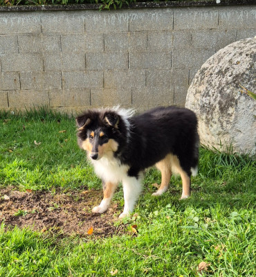 Étalon Colley à poil long - AUDACIEUSE black Du Chai De Boisse