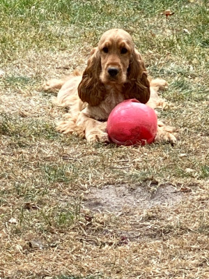 Étalon Cocker Spaniel Anglais - Rancune du moulin de madjurie