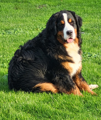 Étalon Bouvier Bernois - devael's Bucle up buttercup