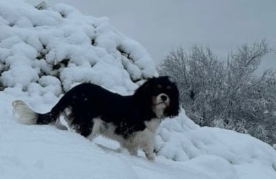 Étalon Cavalier King Charles Spaniel - Vitamine Di Casa Borgo
