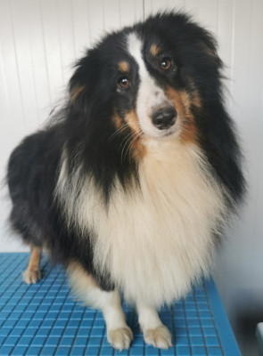 Étalon Shetland Sheepdog - Tamiel dit Twist again de l'Angelarde