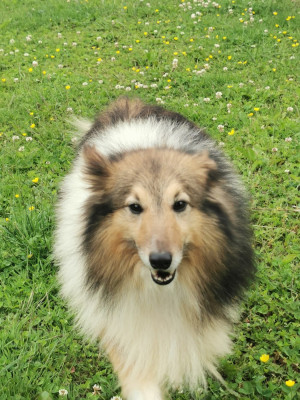 Étalon Shetland Sheepdog - Phoenix (Sans Affixe)