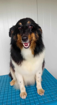 Étalon Shetland Sheepdog - Tisane dit Tequila de l'Angelarde