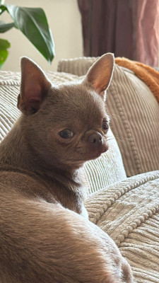 Étalon Chihuahua - Vla The Tzar Du Palais Des Matriochkas