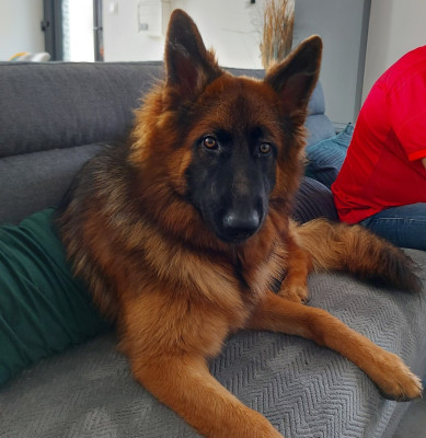 Étalon Berger Allemand Poil Long - Tessy du Domaine de la Ternoise