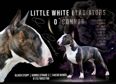 Étalon Bull Terrier Miniature - little white gladiators O'Connor