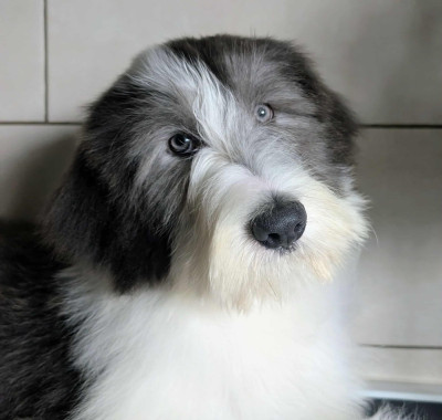 Étalon Bearded Collie - Aristo blue Du Domaine De Gotham