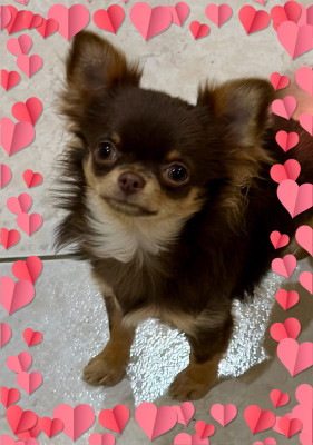 Étalon Chihuahua - VADIOR J'ADORE Des Anges d'Agapi