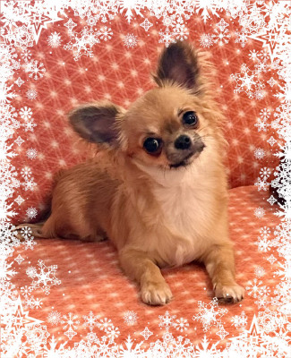 Étalon Chihuahua - CHI GALAXY SPACE MOLLY