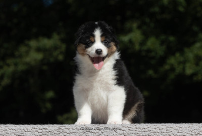 Étalon Berger Australien - Yankee California Dreamin' I Am Blue Of You