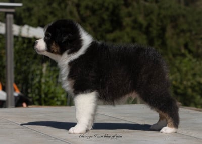 Étalon Berger Australien - Yankee Ohio Air Force I Am Blue Of You