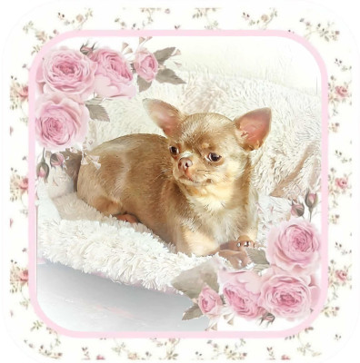 Étalon Chihuahua - U 'Shine Like A Diamond Baby des ptits dragons de cupidon
