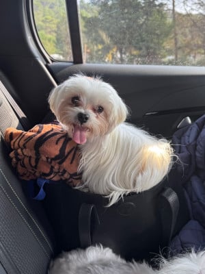 Étalon Bichon maltais - Scott DUPARC De Chateau Belmont