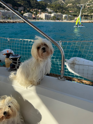 Étalon Bichon maltais - Scott duparc De Chateau Belmont