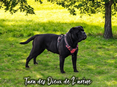 Étalon Bulldog continental - Tara Des Dieux De L'arène