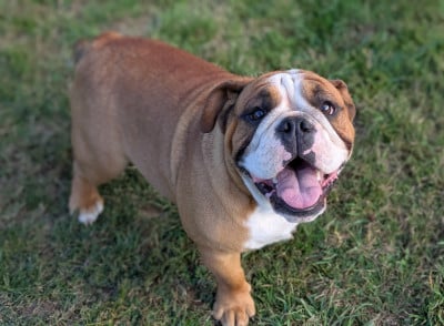 Étalon Bulldog Anglais - Valentino lan van mechelaar