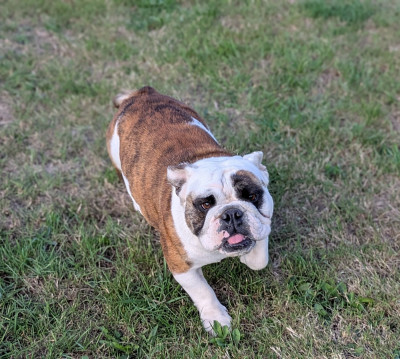 Étalon Bulldog Anglais - Uguette du Domaine de L'Empereur Aveugle