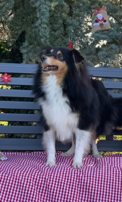 Étalon Shetland Sheepdog - SUZON Des Sentiers du Perche